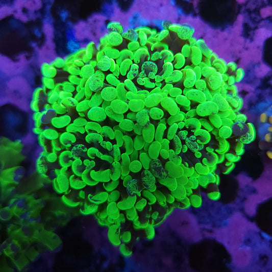 Aquacultured Toxic Splatter Hammer Colony (Video in pics)