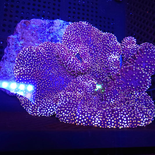 Gold Tiger Stripe Mertensii Carpet Anemone (8-10 Inch)