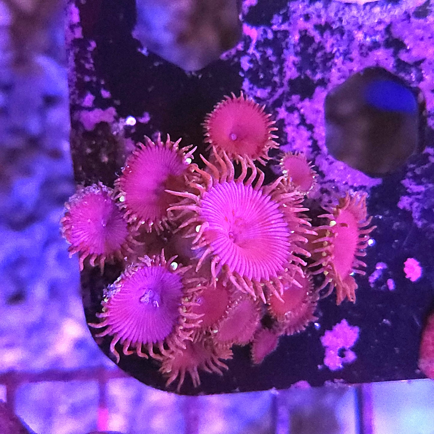 Purple Death Palys