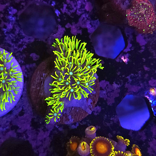 Green Star Polyp