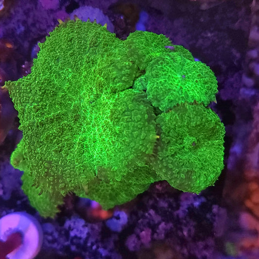Toxic Green Mushroom Rock