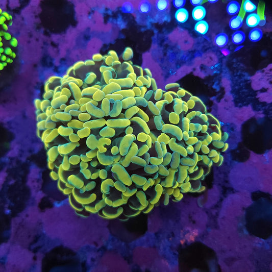 Aquacultured Ultra Gold Hammer (Video in pics)
