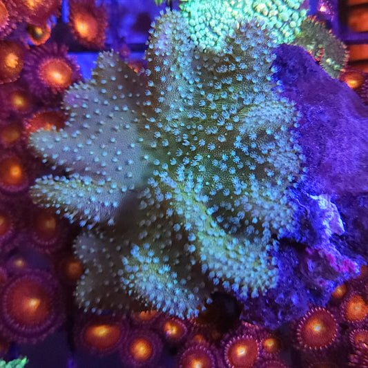 Green Toadstool Leather