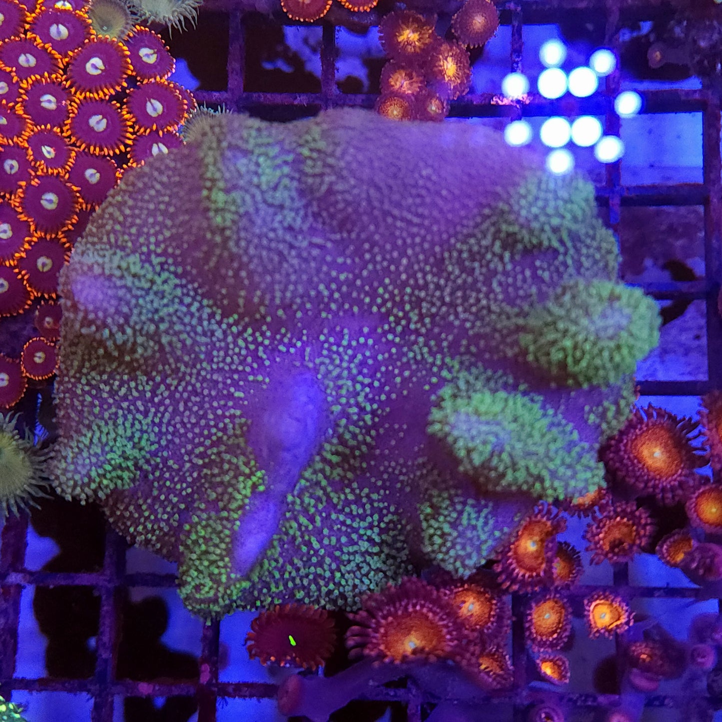 Green Toadstool Leather