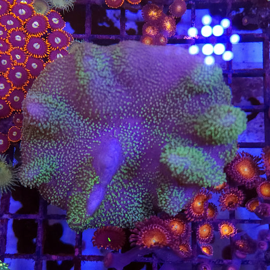 Green Toadstool Leather
