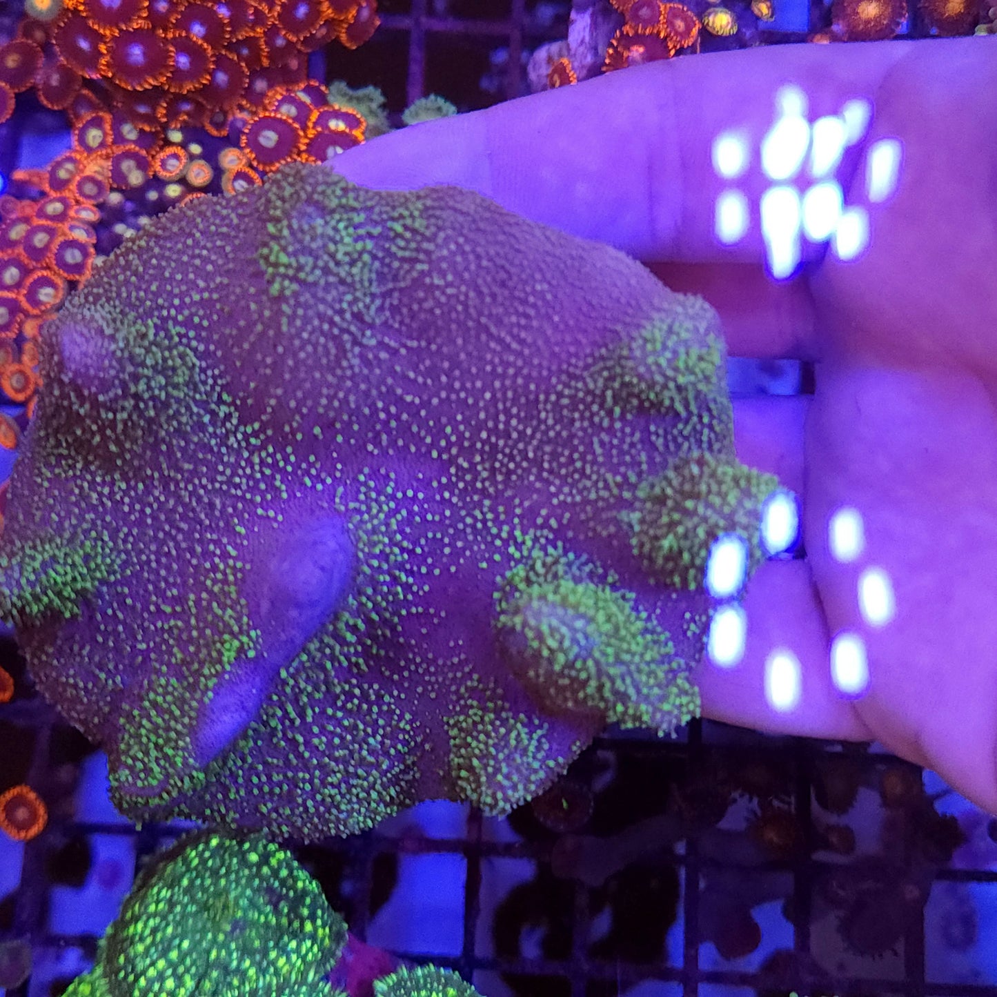 Green Toadstool Leather