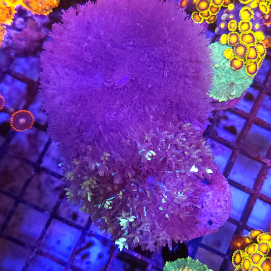 XL Double Carpet Mushroom Rock (Video in pics)