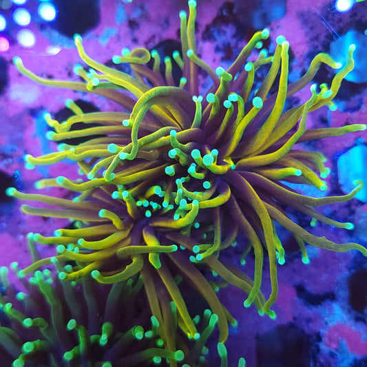 Hellfire Torch Double (Video in pics)