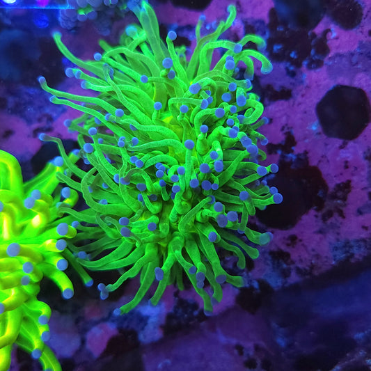 Todds Torch Splitting (Video in pics)