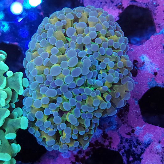 Iridescent Cristata Torch Mini Cluster