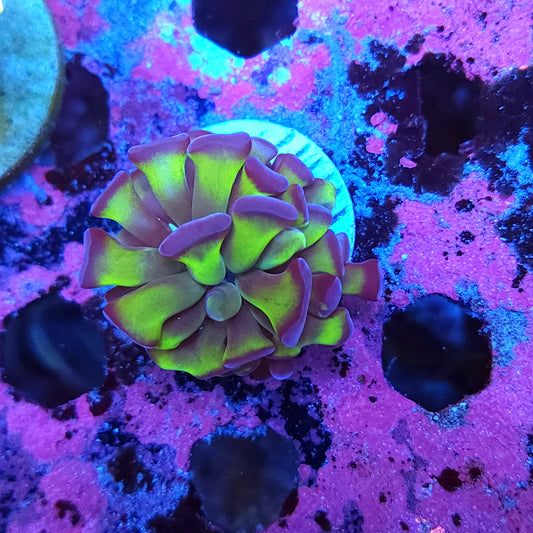 Green with Purple Tip Hammer