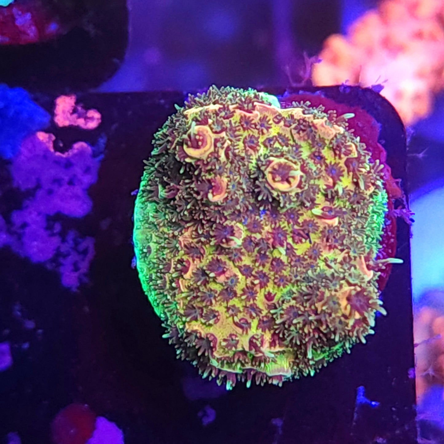 Rainbow Millie Fully Encrusted Plug