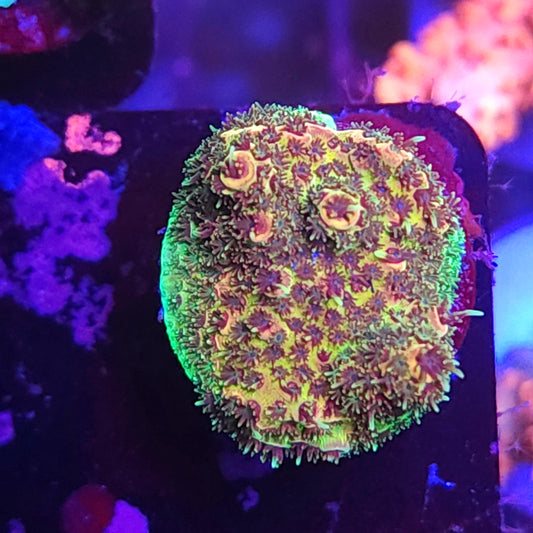 Rainbow Millie Fully Encrusted Plug
