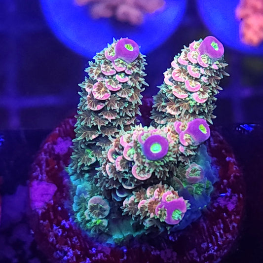 Pink Tip Rainbow Tenuis