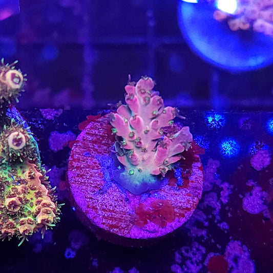 Pink Cactus Acro