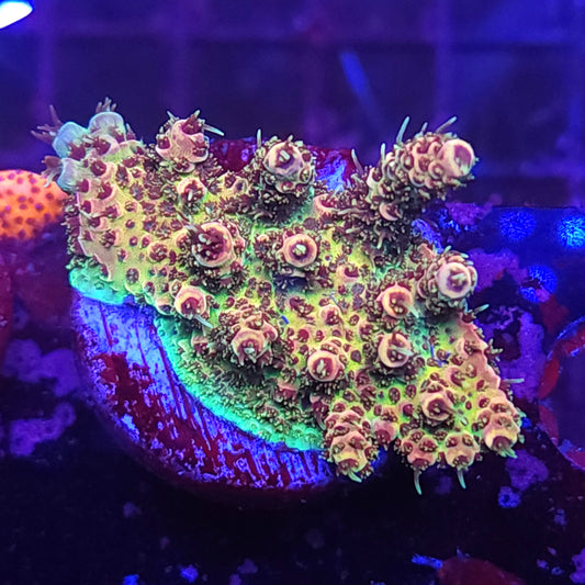 Rainbow Millie Fully Encrusted Milli Mini Colony