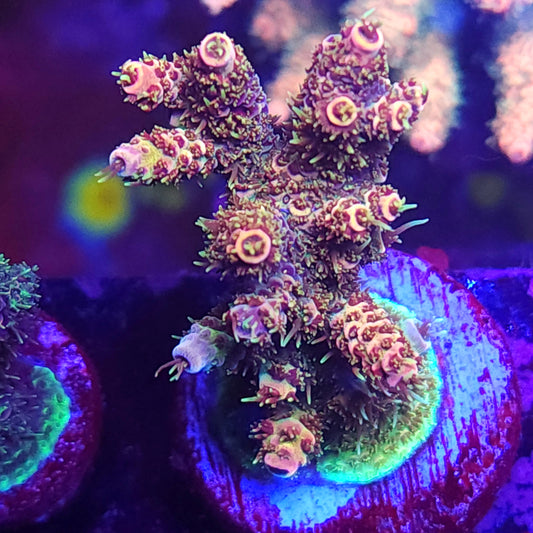Rainbow Millie Encrusted Mini Colony