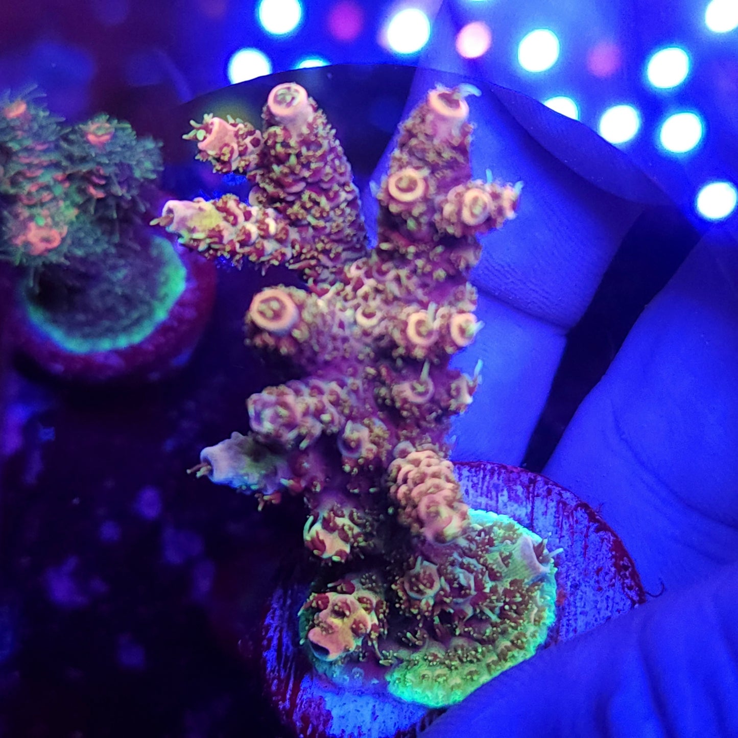 Rainbow Millie Encrusted Mini Colony