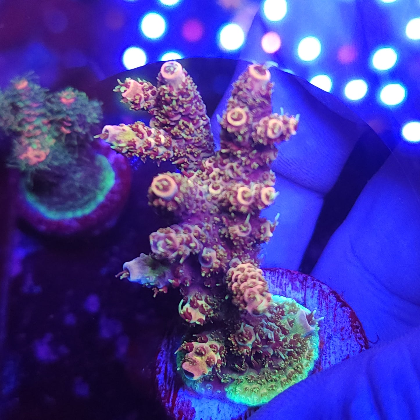 Rainbow Millie Encrusted Mini Colony