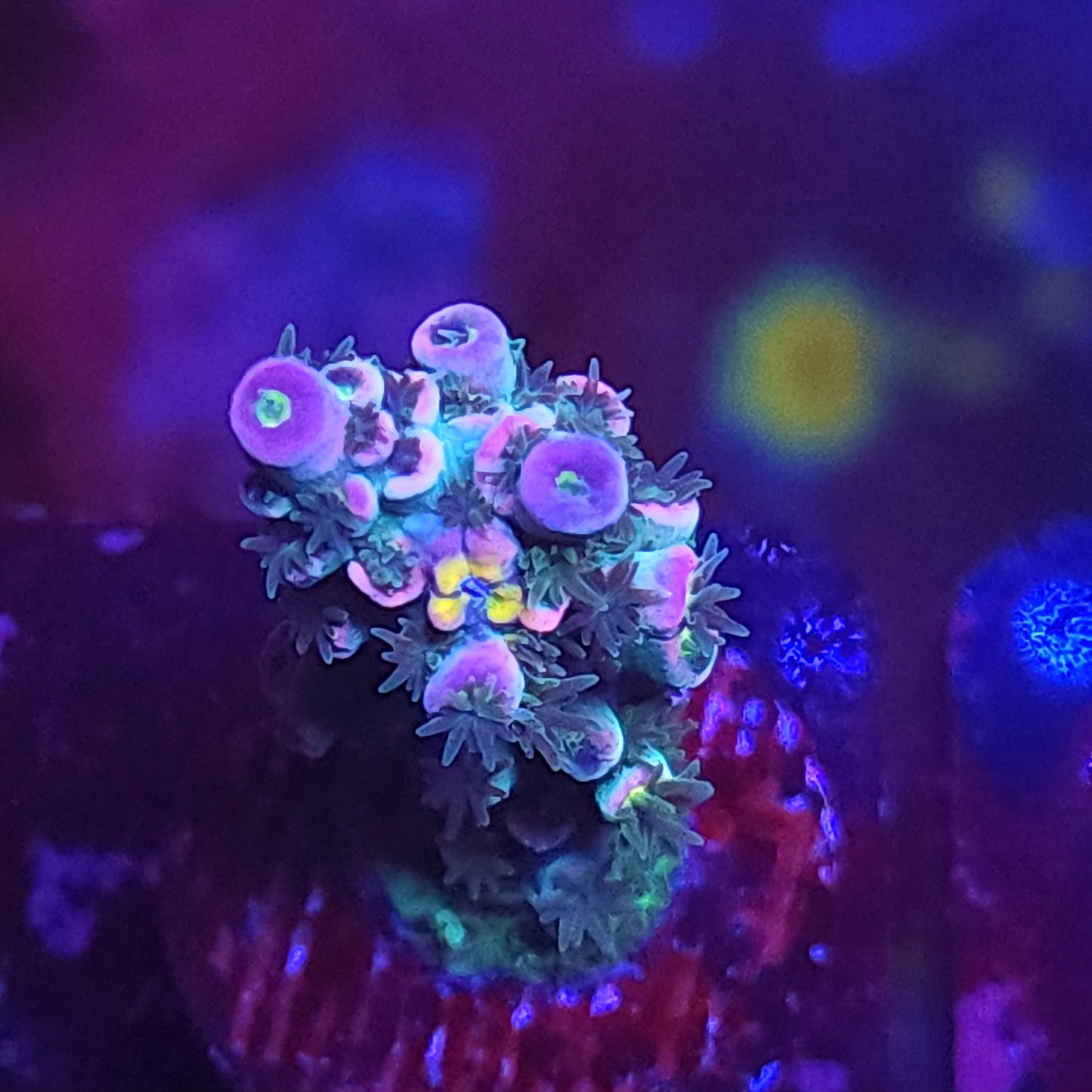 Rainbow Tenuis