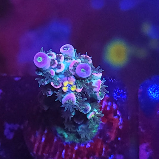 Rainbow Tenuis