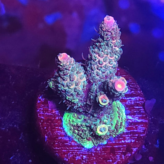 Rainbow Millie