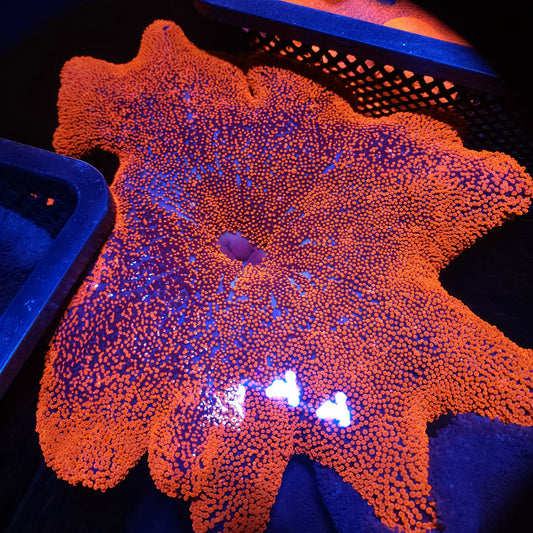 XXL Insane Bright Red Haddoni Carpet Anemone (15 Inch)