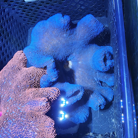 XXL Blue Haddoni Carpet Anemone (12-15 Inch)