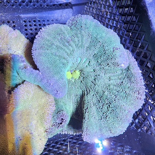 Neon Green Haddoni Carpet Anemone (8 Inch)