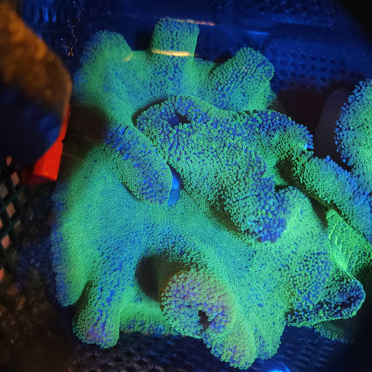 Neon Green Haddoni Carpet Anemone (10 Inch)