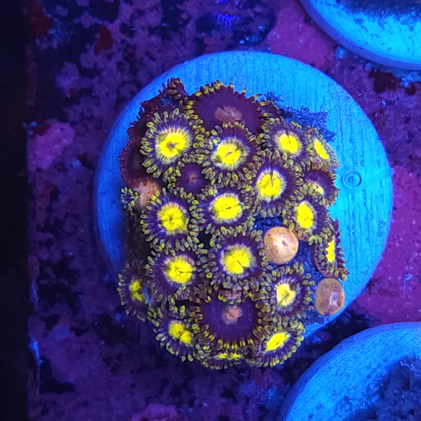 Yellow Anaconda Zoas