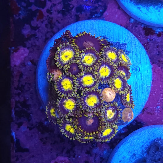 Yellow Anaconda Zoas