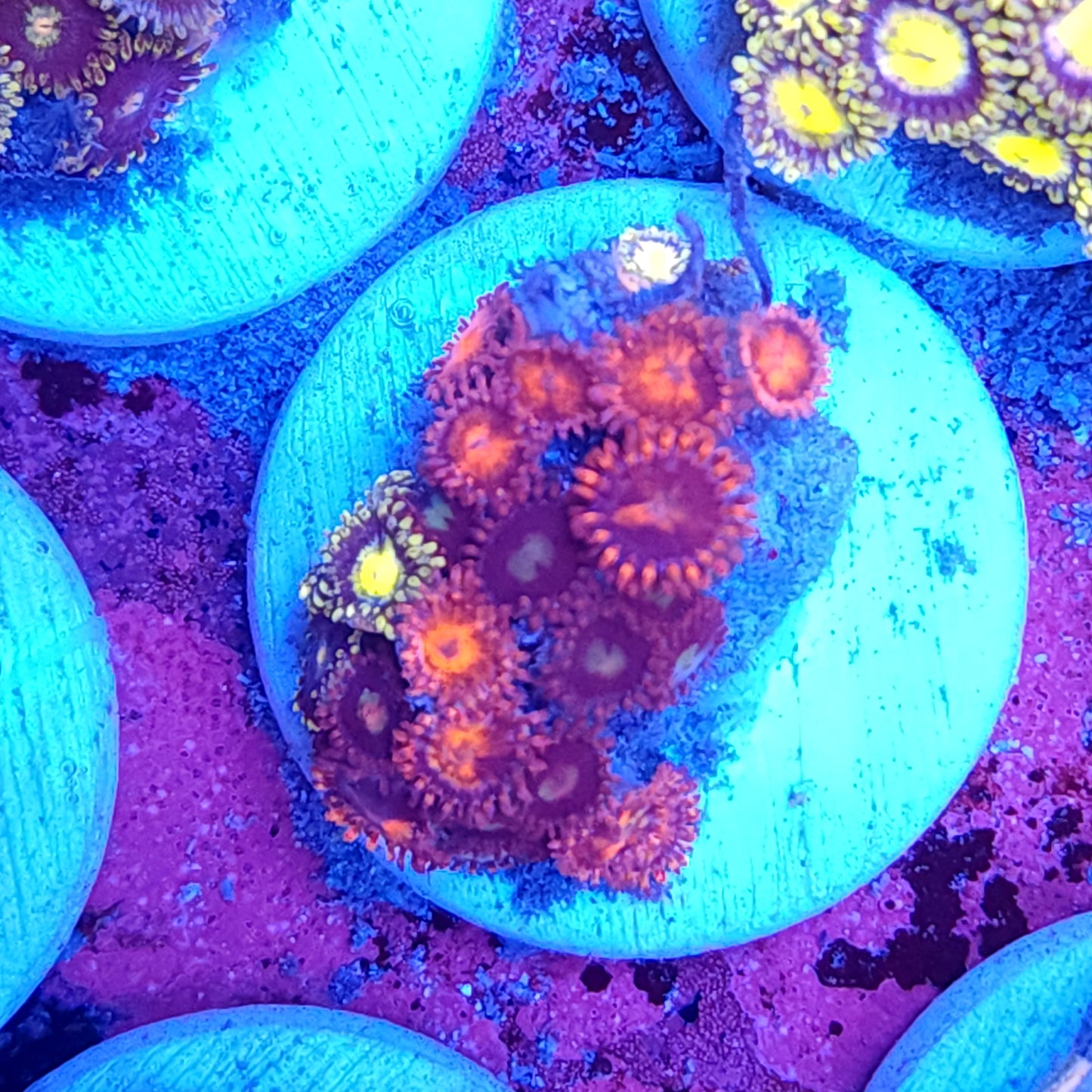 Mix Zoas