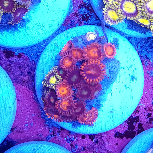 Mix Zoas