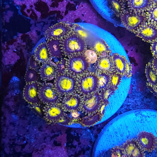 Yellow Anaconda Zoas