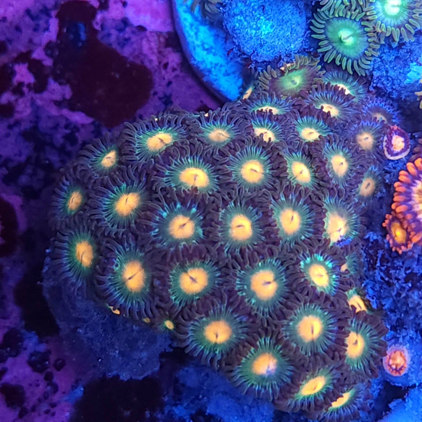 Gorilla Nipple Zoas