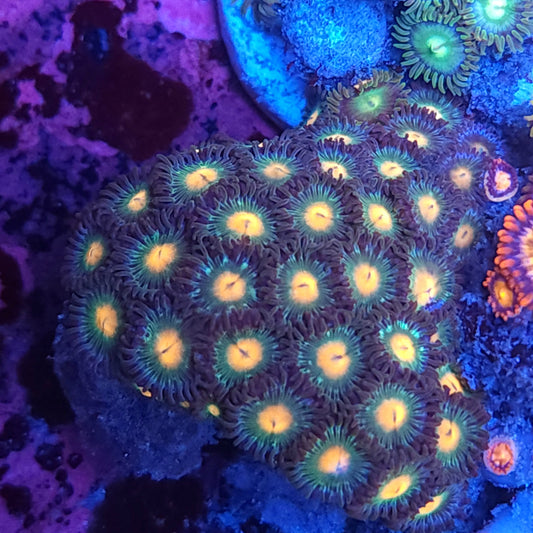 Gorilla Nipple Zoas
