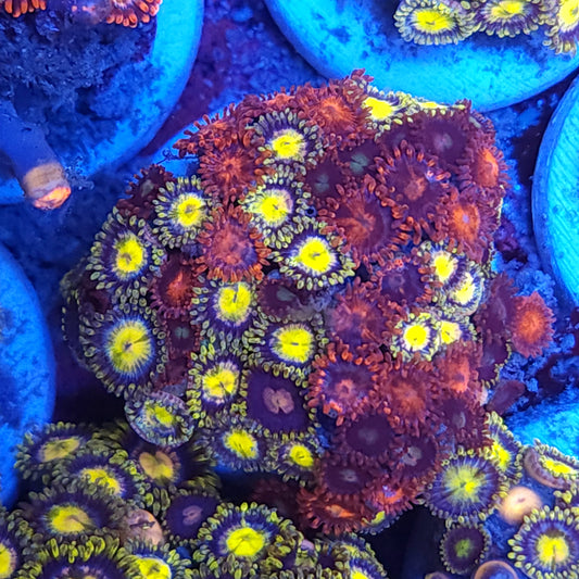 Crazy Mix Zoas