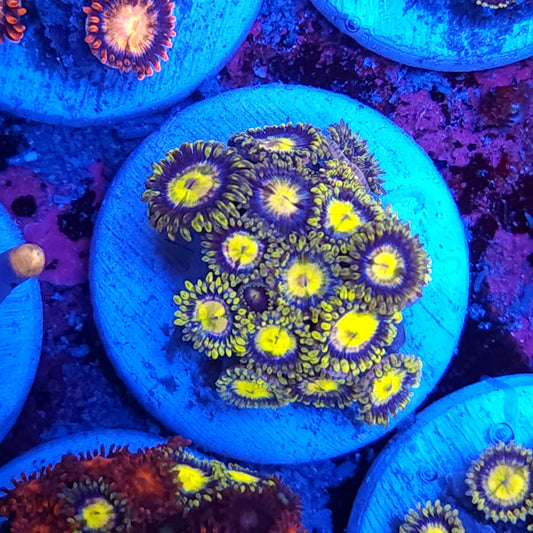 Yellow Anaconda Zoas