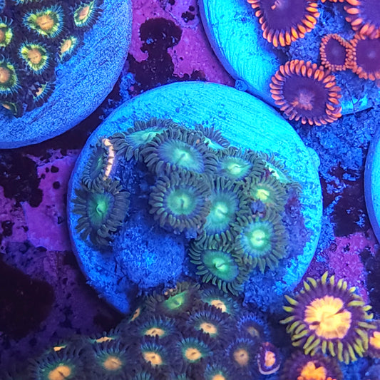 Blue Lagoon Zoas