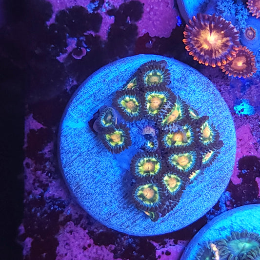 Jurassic Park Zoas