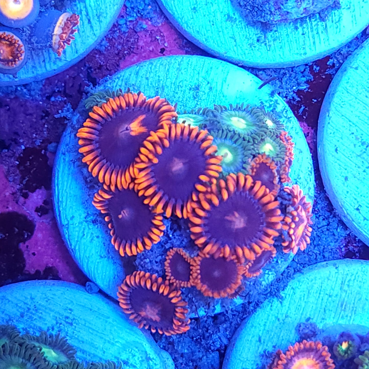 Superman Zoas