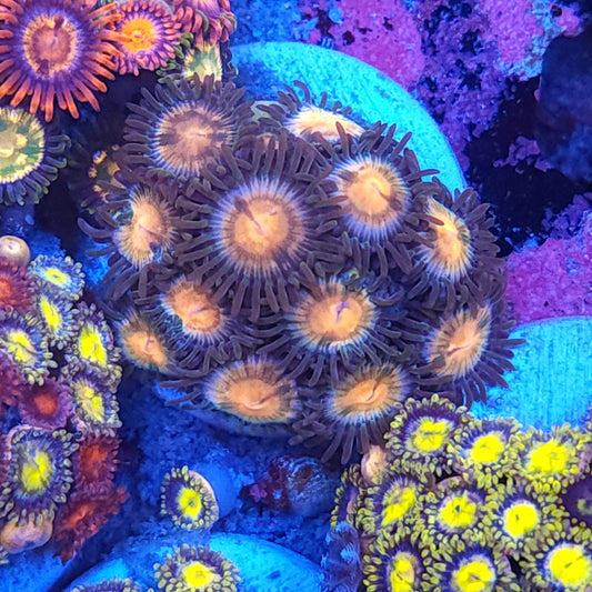 Diasy Cutter Zoas