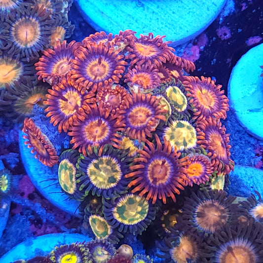 Ultra Mix Zoa Frag