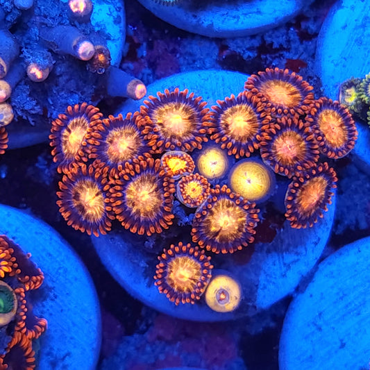 Implosion Zoas