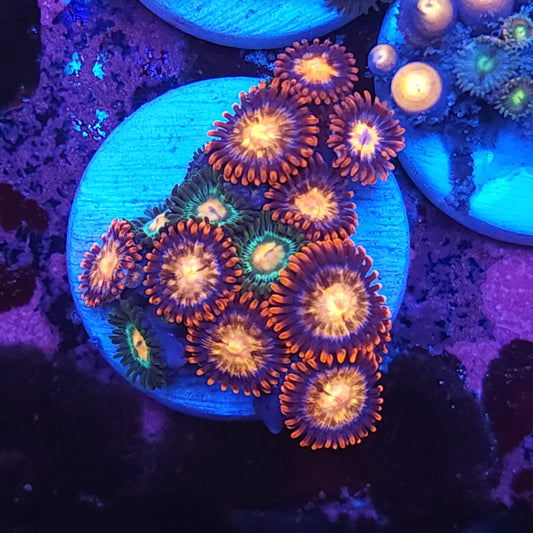 Implosion Mix Zoa