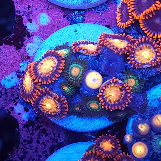 Mix Zoa Frag