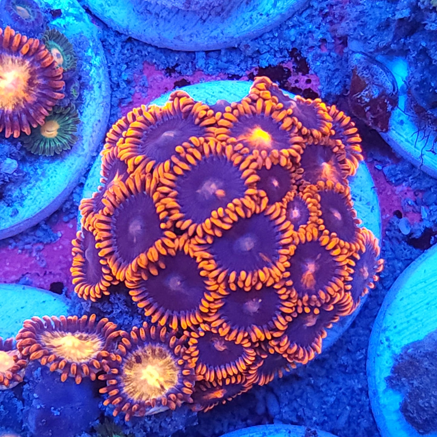 Superman Zoas