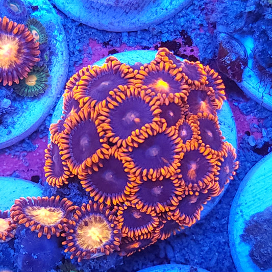 Superman Zoas