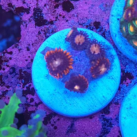 Zoa Frag